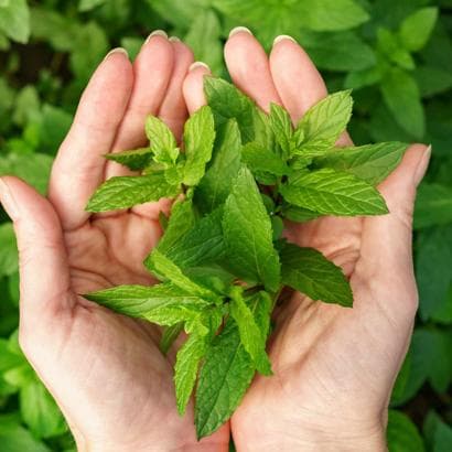 Kā 6 dabas augi var palīdzēt pārvarēt stresu Covid-19 pandēmijas laikā?