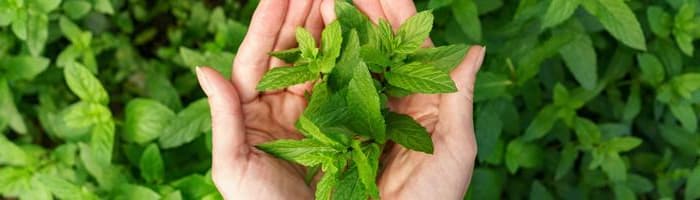 Как 6 растений могут помочь в преодолении стресса во время пандемии Covid-19?