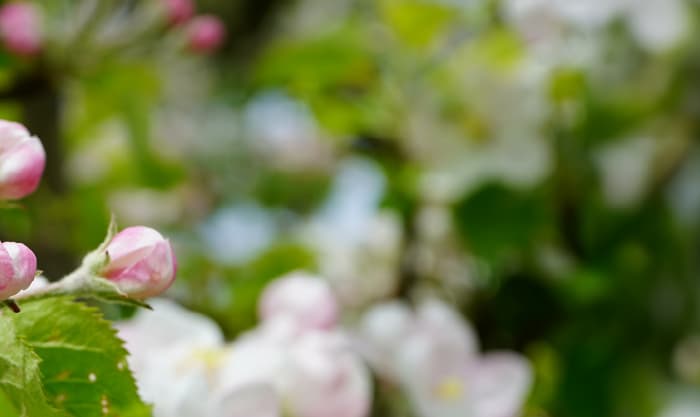 Aptieku darba laika izmaiņas svētkos