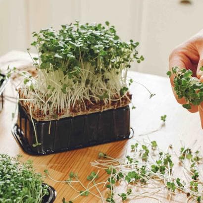 Piecas dabas veltes ar kurām celt imunitāti pavasarī