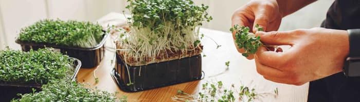 Пять даров природы для повышения иммунитета весной m