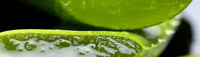 Алоэ – аптека в одном растении. Как оно может помочь нашему здоровью и красоте?
