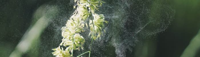 С каждым годом растет количество людей с аллергиями – как себе помочь?